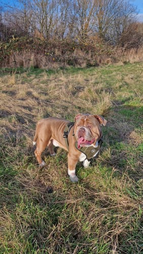 Customer photo review of Premium Power Trails® Heavy-Duty Utility Dog Harness - All Khaki