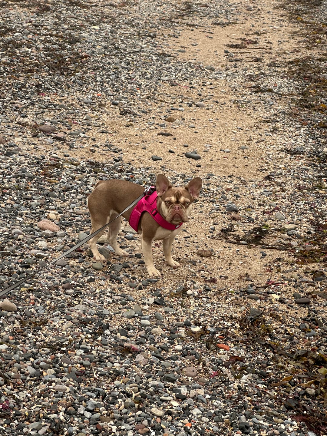 Customer photo review of Boomerang Harness - XS-M Breeds - Pink