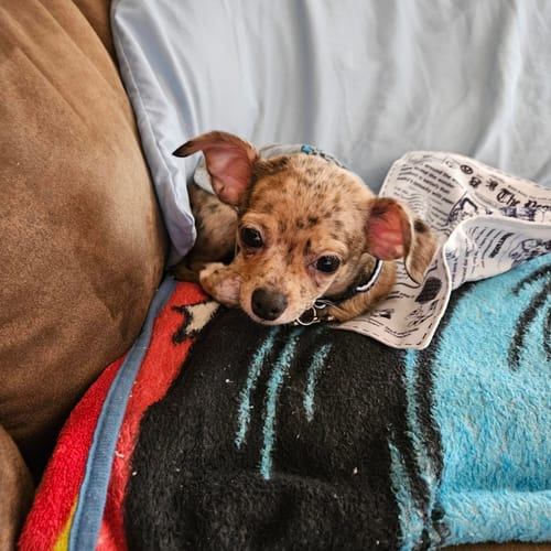 Customer photo review of PUPVOTE: 2025 Cutest Pet Calendar (Official Edition)