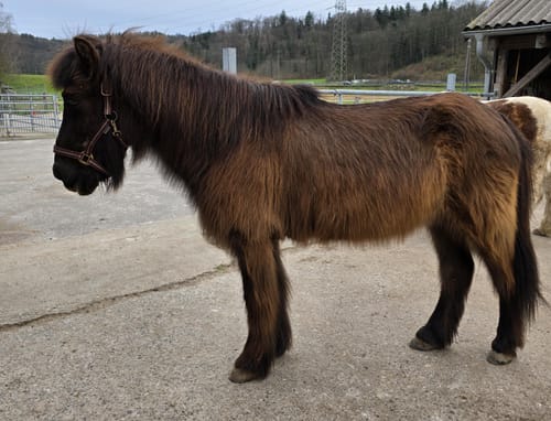 Customer photo review of Strotonin Horse Support