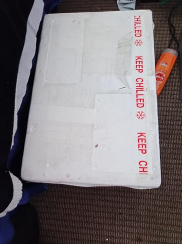 Customer photo review of 1KG Kina Fresh in shell (NZ Caught)
