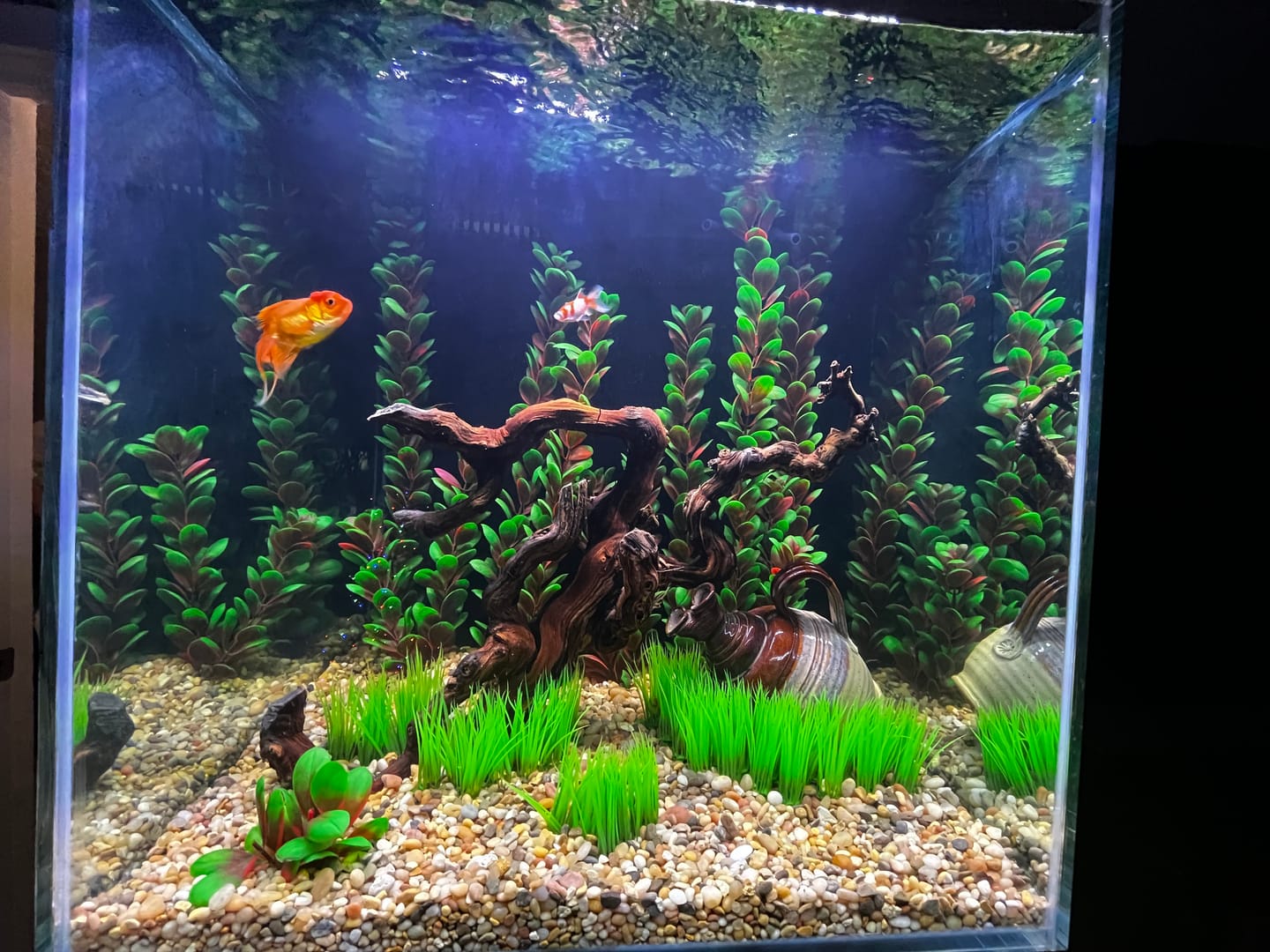 Customer photo review of Fiji Cube-  Fiji Flow DC water pumps with controller