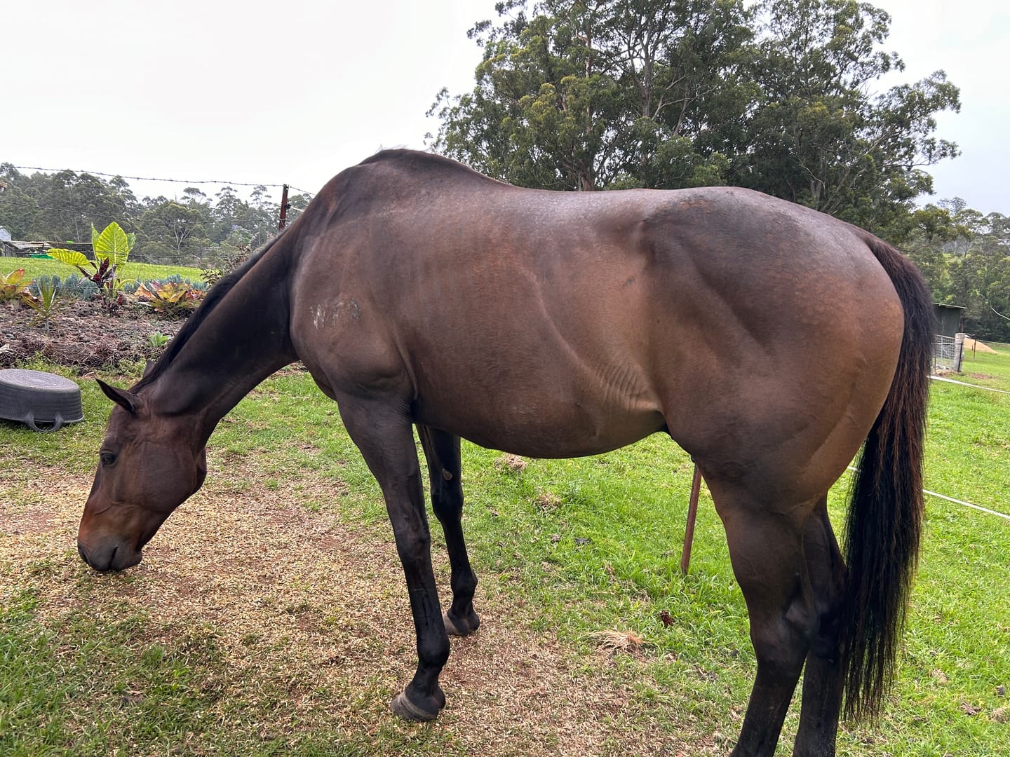 Customer photo review of Digestive HP
