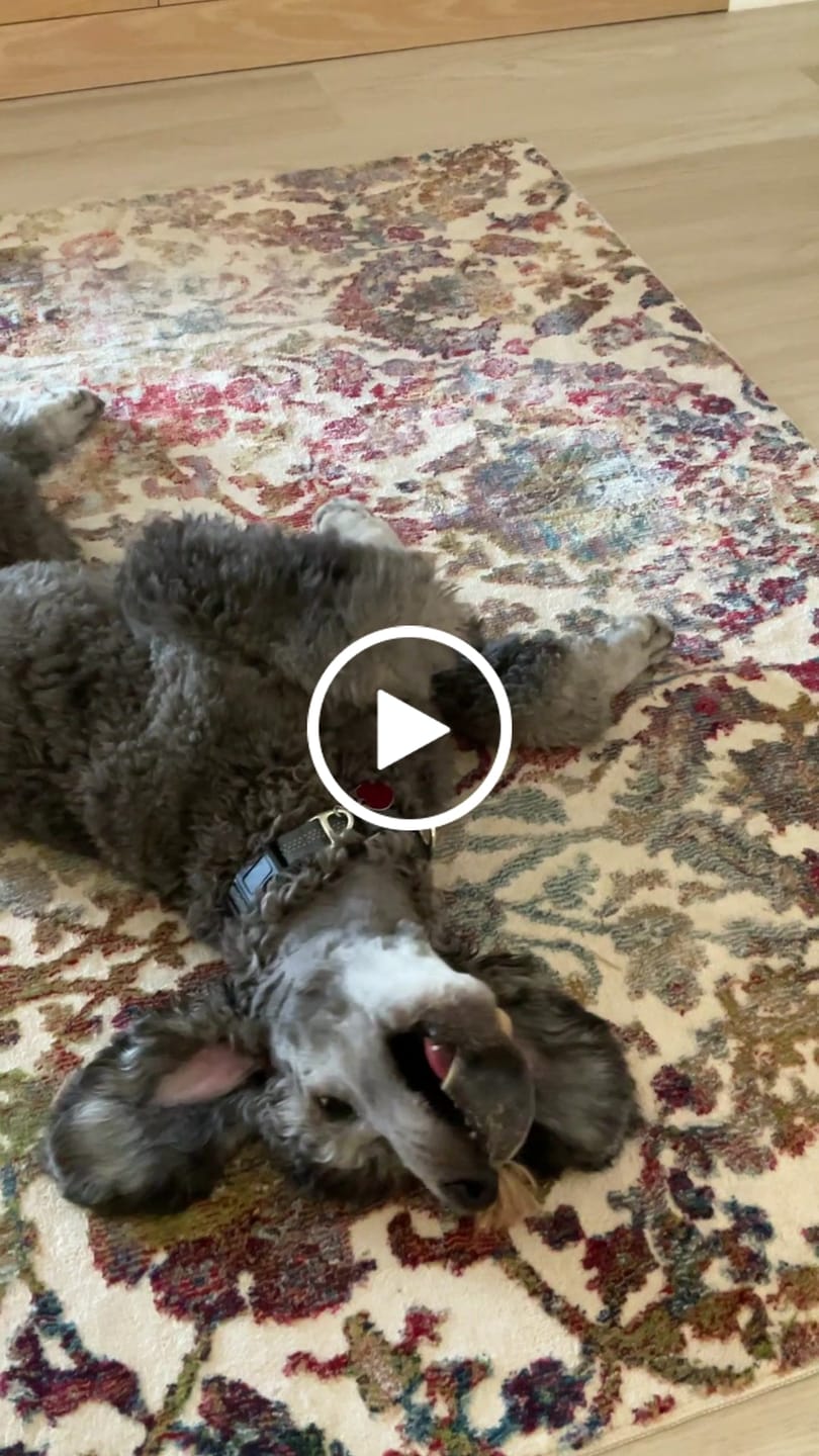 Customer video review of Savannah Chewy Ostrich Tendon Mix (3oz): The Protein-Packed, Hypoallergenic Chew for All Dogs