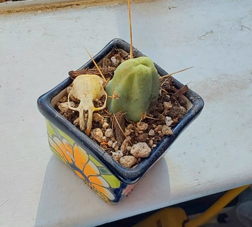 Customer photo review of Trichocereus bridgesii monstrose | Penis Cactus | Short Form
