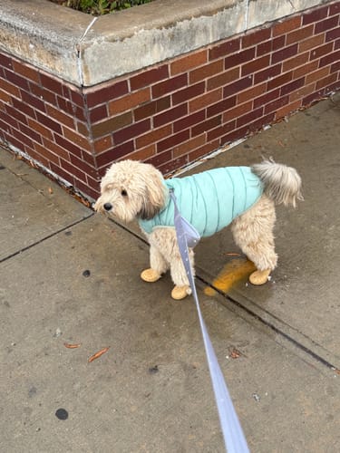 Customer photo review of WagWellies® Mojave