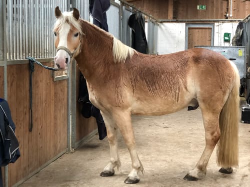 Customer photo review of Strotonin Horse Support