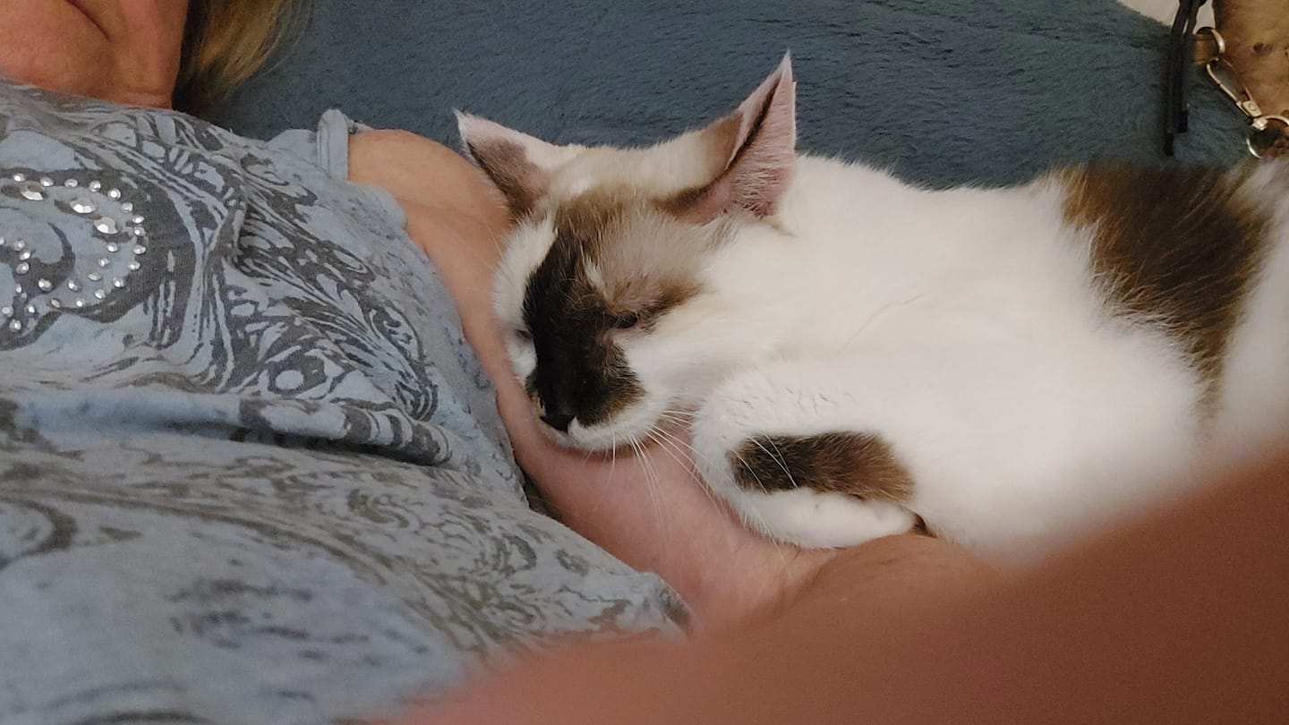 Customer photo review of Cat Arthritis & Joint Pain Relief Remedy