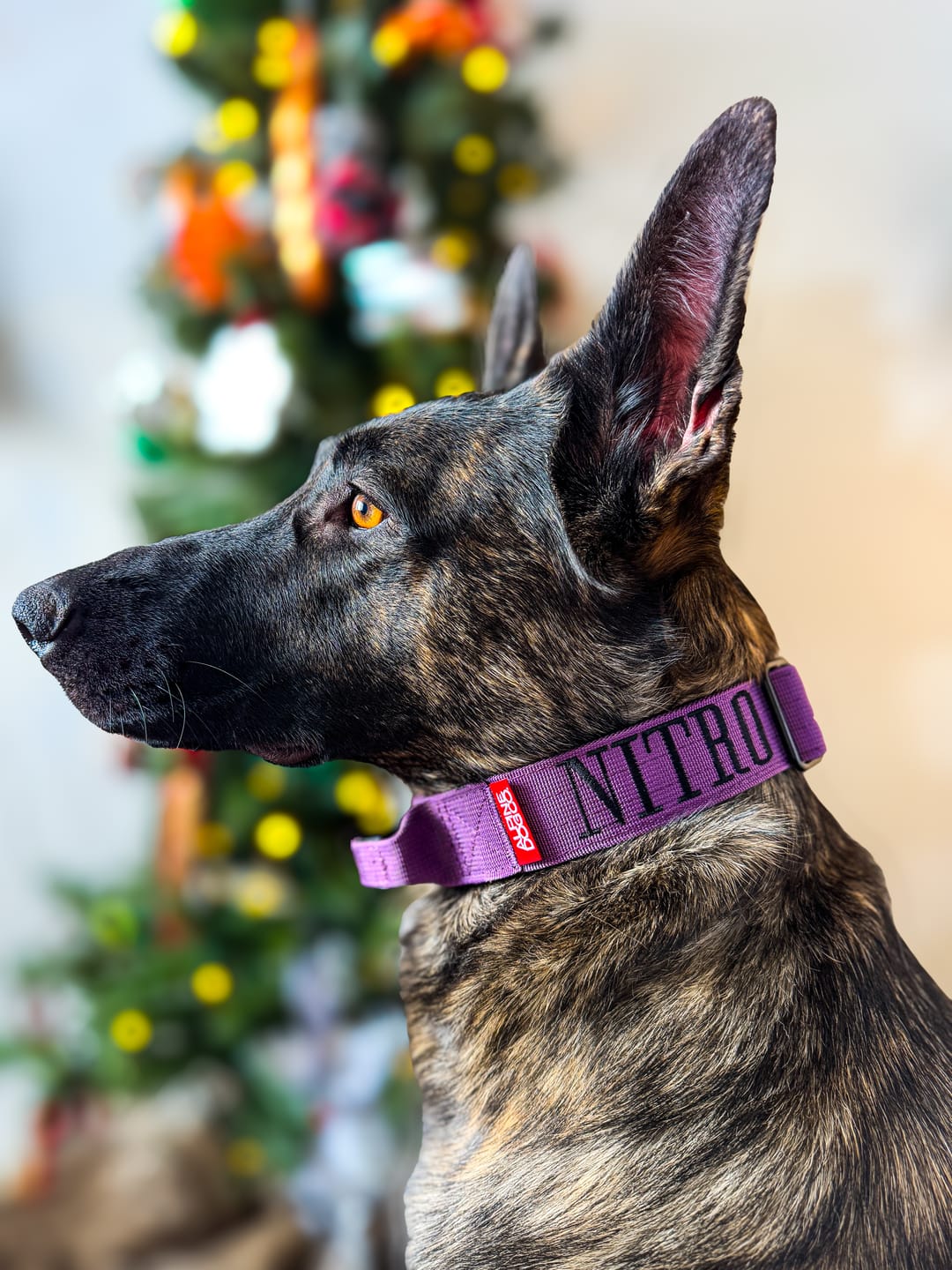 Customer photo review of 1.5" Tacti Slim Dog Collar - Grape