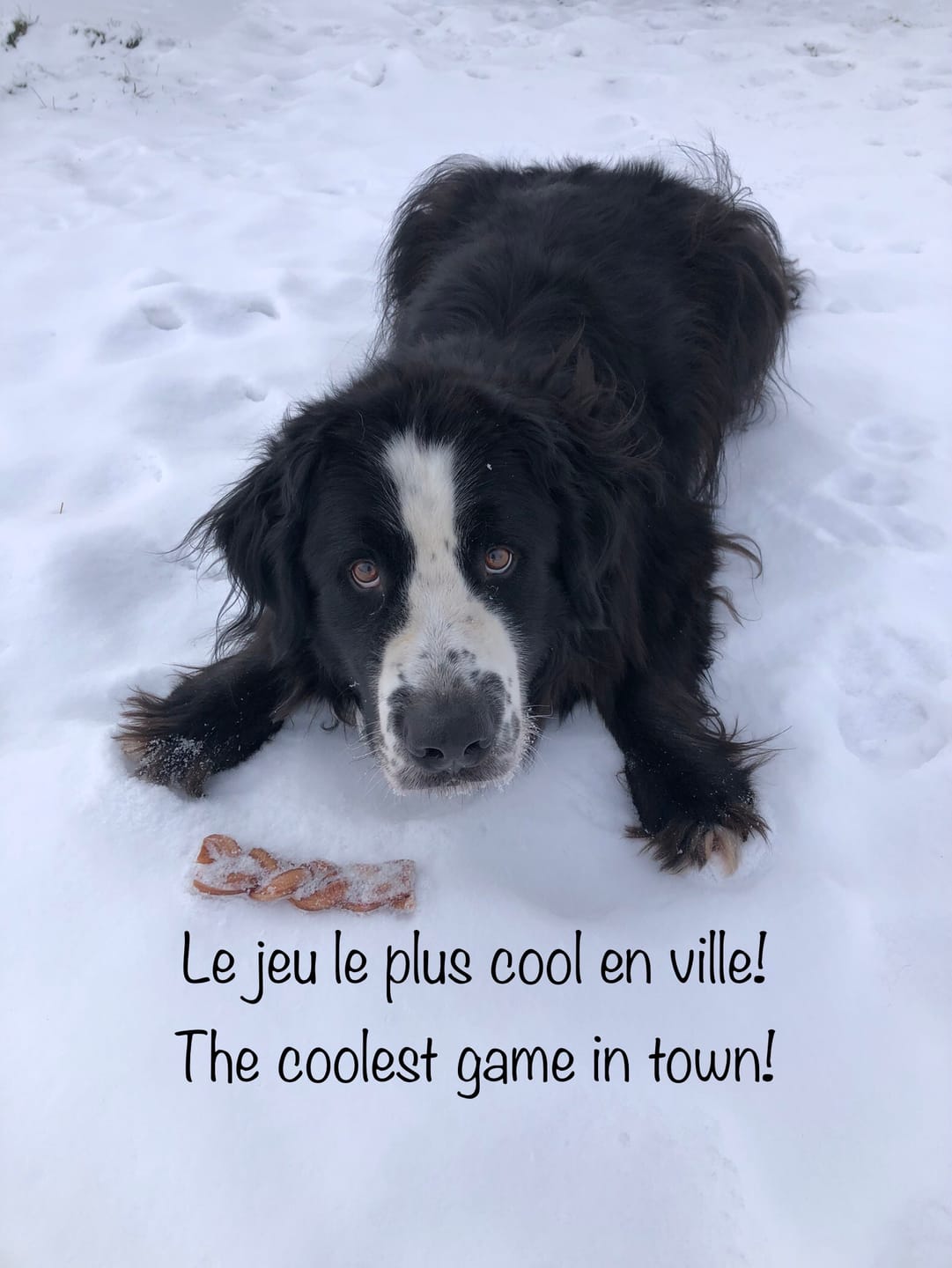 Customer photo review of 6 Inch Monster Braided Bully Stick
