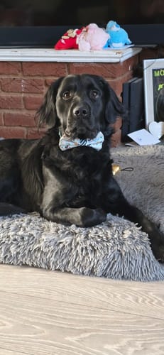 Customer photo review of Disney© Bow Tie - Santas Mickey Mail