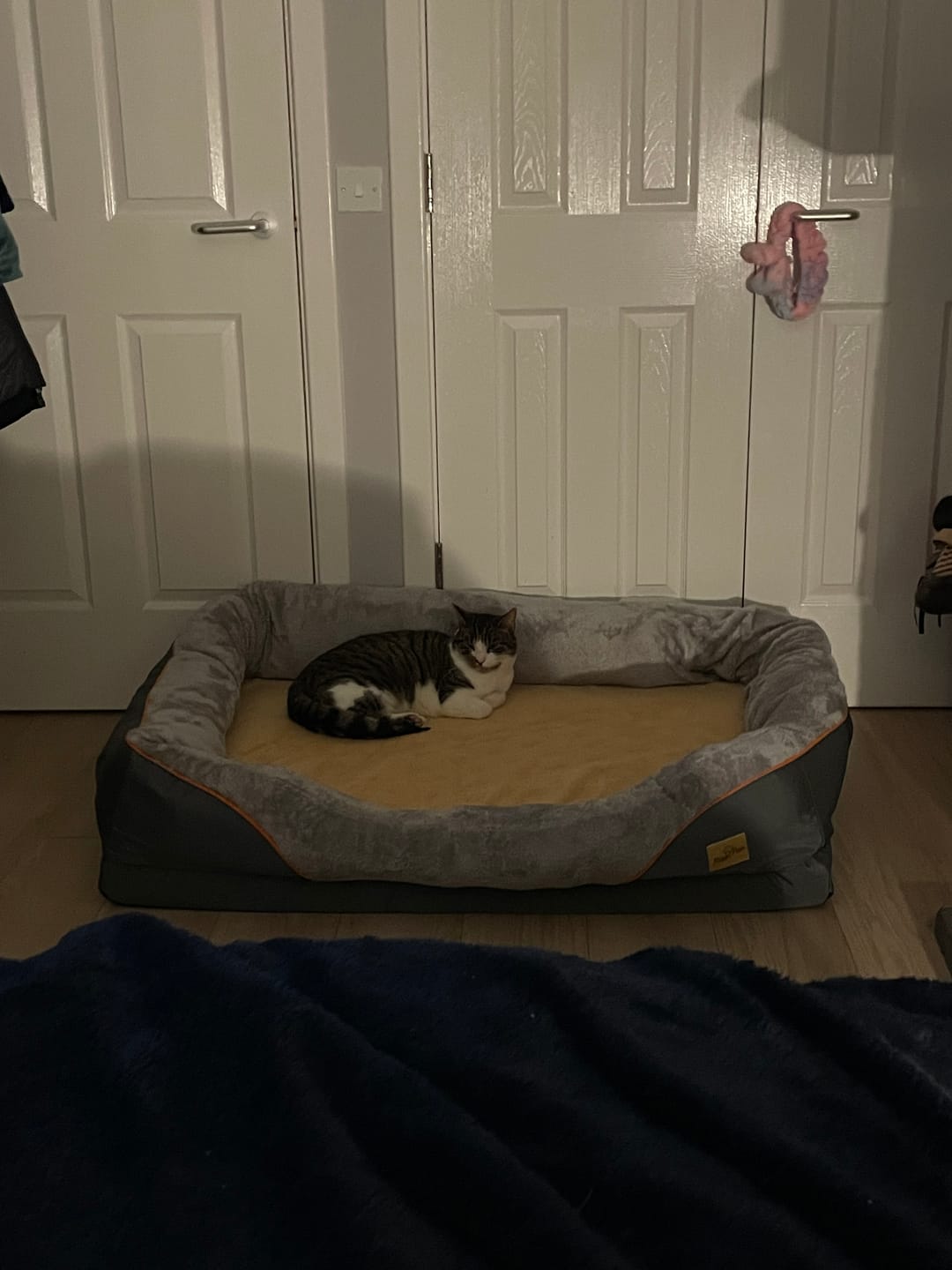 Customer photo review of Ultimate Comfort Orthopedic Dog Bed – Foam Mat with Bolster & Removable Cover – L to 3XL