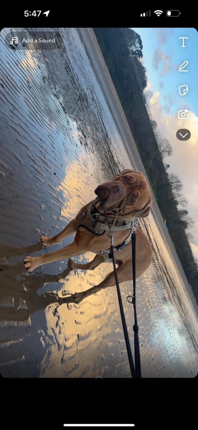 Customer photo review of Training Double Ended Dog Lead | 2m Length -  Red