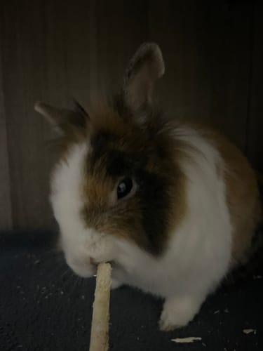 Customer photo review of Bois de pommier séché