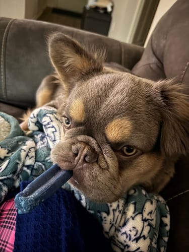 Customer photo review of MIX FLAVORED CHEWS ( A PACK OF 6 STICKS )