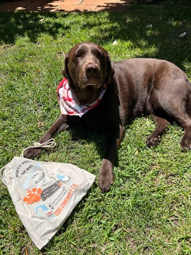 Customer photo review of Dog Harness