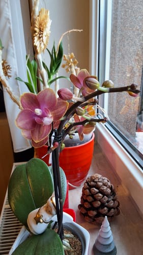 Customer photo review of Duftorchidee Dusty Belle mit orange-roten Blüten und 2 Rispen