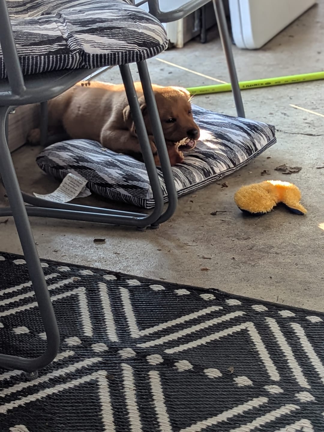 Customer photo review of Bully Bunches Puppy Pack