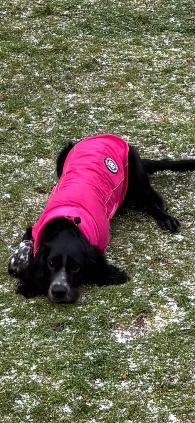 Customer photo review of Dog Coat With Zip - Shower Proof - Carminerose