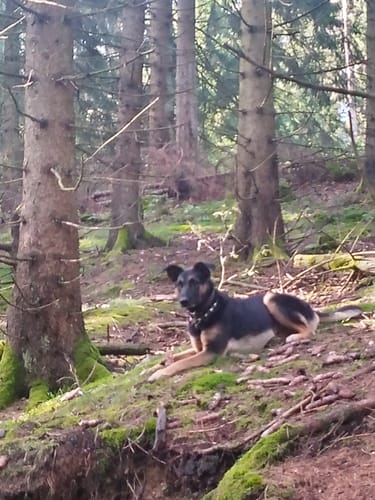 Customer photo review of Nature Protect