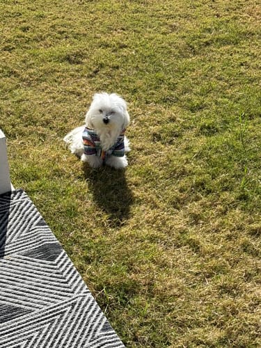 Customer photo review of Playa Poncho - Surprise Color