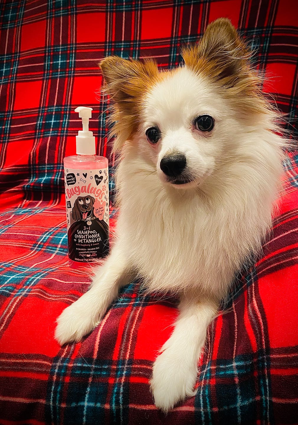 Customer photo review of 3 in 1 Raspberry & Lemon Dog Shampoo, Conditioner & Detangler