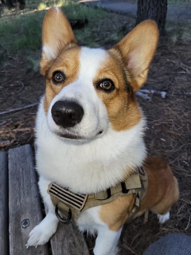 Customer photo review of Classic Heavy-Duty Tactical No-Pull Team K9™ Dog Harness With Front & Back D-Rings, Quick-Release Metal-Buckles, Hook & Loop Panels, & Top Handle