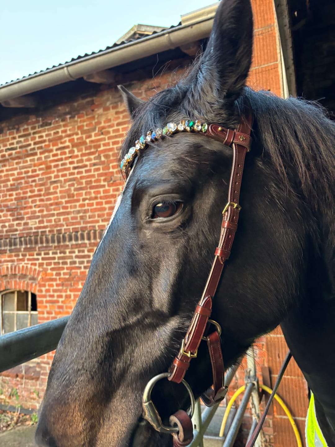 Customer photo review of Coco bridle