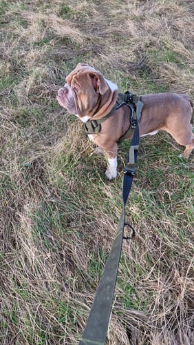 Customer photo review of Premium Power Trails® Heavy-Duty Dog Lead 2M - All Khaki