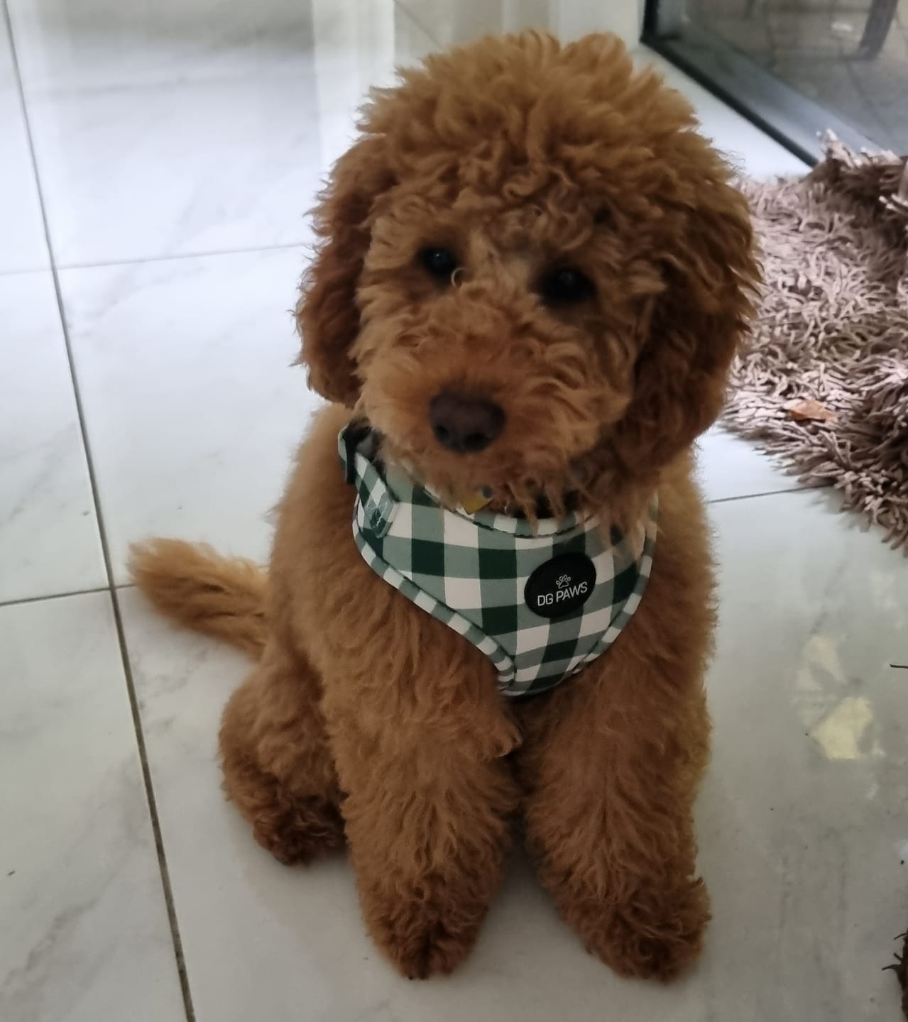 Customer photo review of Hunter Dog Harness