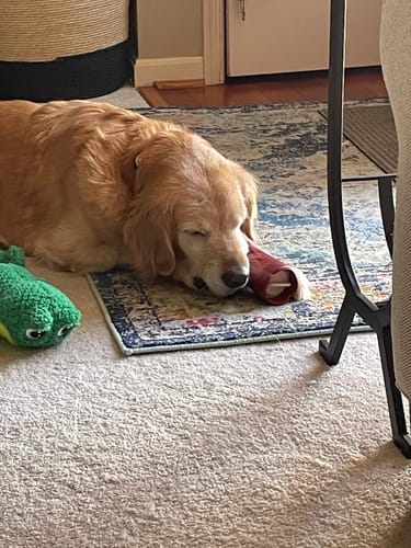 Customer photo review of Bully Stick Safety Holder