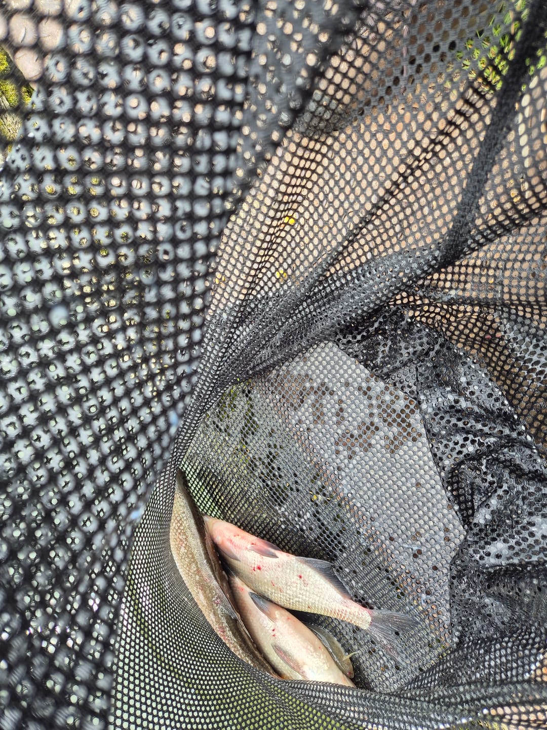 Customer photo review of PURE FLUOROCARBON 50m - 10 Opties