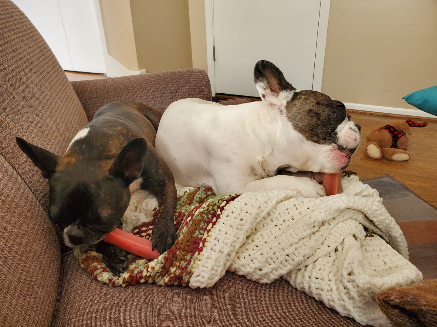 Customer photo review of Himalayan Yak Chew (MEDIUM)