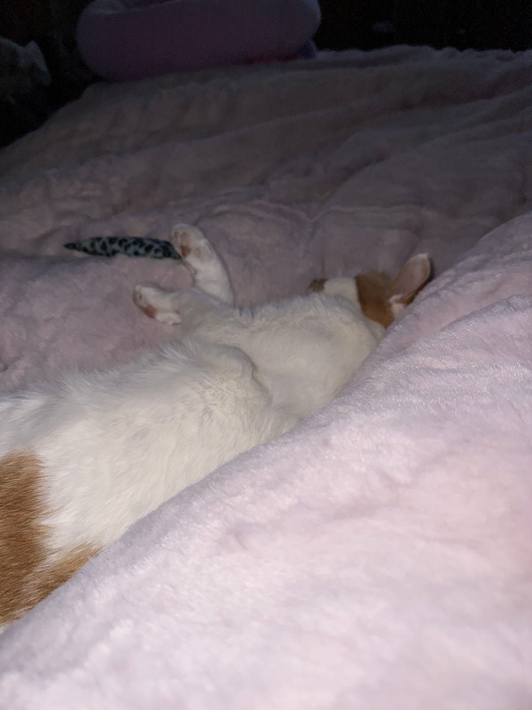Customer photo review of CYRA Long Velvet Bedding Set