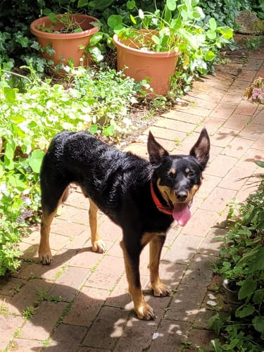 Customer photo review of Dog Brush