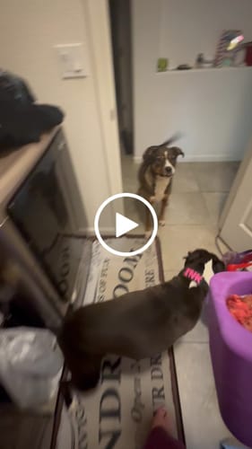 Customer video review of Freezball - Durable Fillable Dog Chew Bone