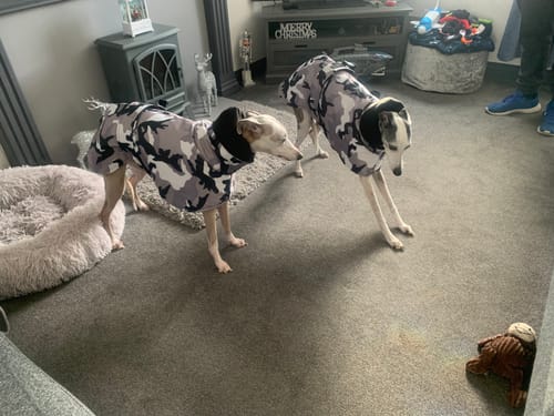 Customer photo review of Camouflage Felton - Sighthound Coat with Underbelly and Harness Hole