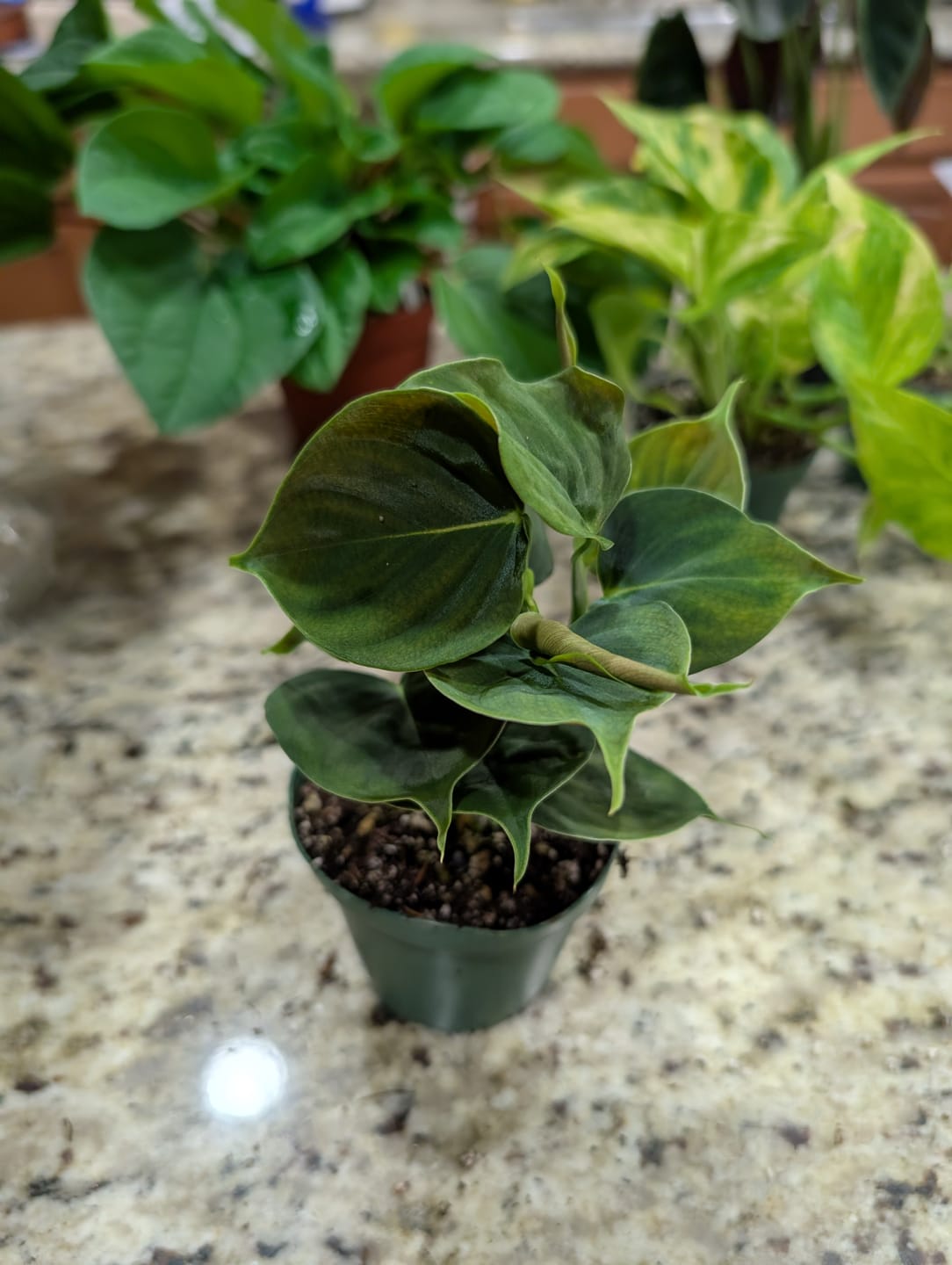 Customer photo review of Philodendron lupinum
