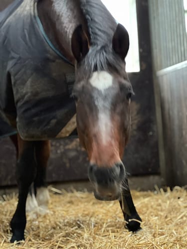 Customer photo review of Strotonin Horse Support