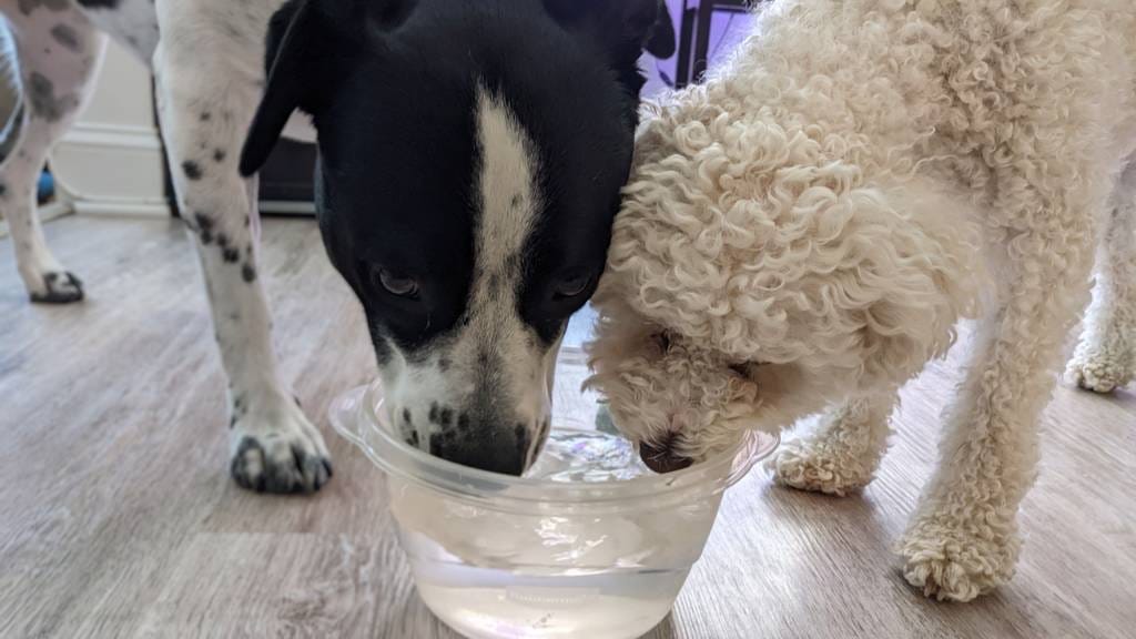Customer photo review of Lamb Dog Food 1.5lb Frozen Rolls - Case of 8 Rolls