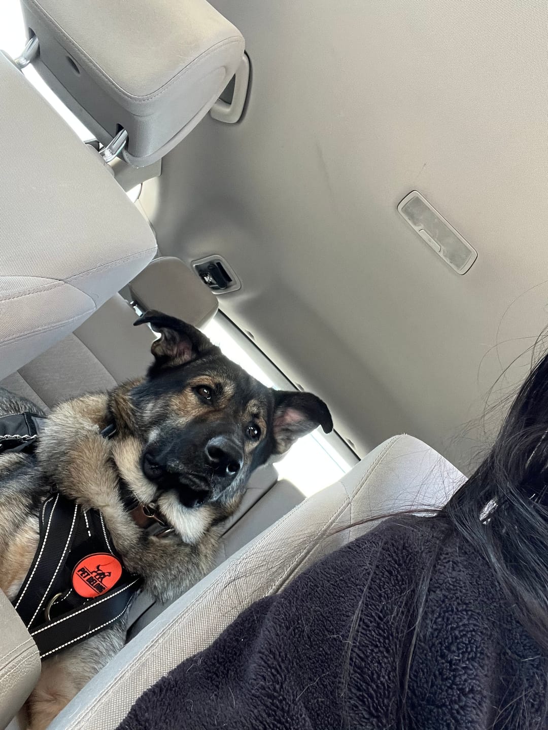 Customer photo review of Tactical No Pull Dog Harness v2