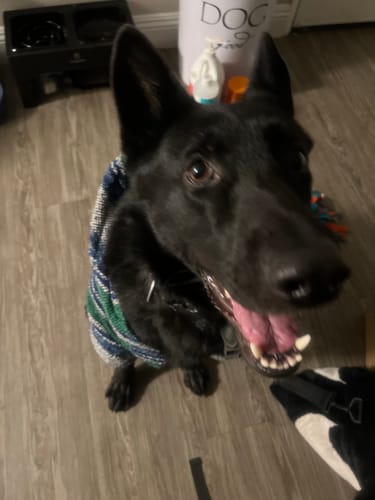 Customer photo review of Playa Poncho - Surprise Color