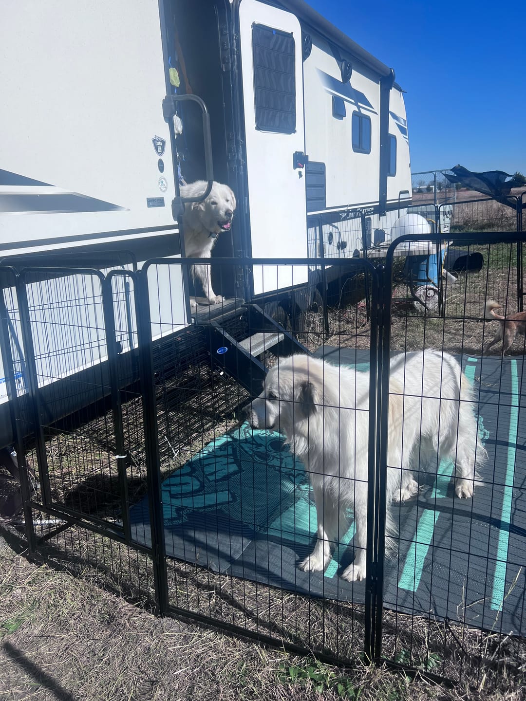 Customer photo review of Let's ROLL RV Rug – Designed for RV Adventures with Your Dog