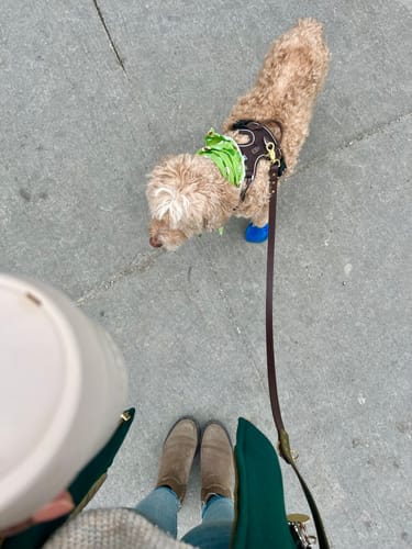 Customer photo review of Hands-Free Leash Adapter