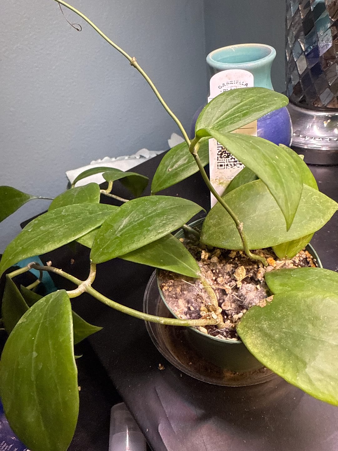 Customer photo review of Hoya 'Kicki'