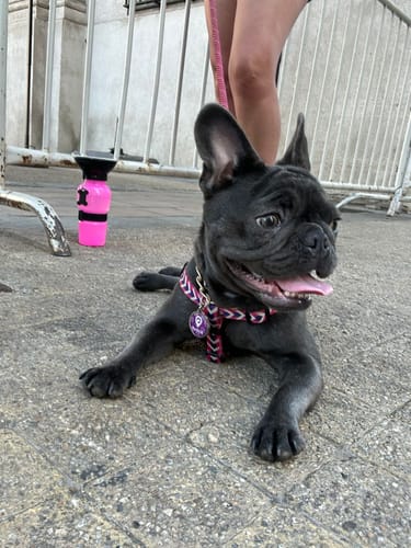 Customer photo review of Placa Morada