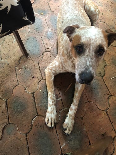 Customer photo review of Calm Pet