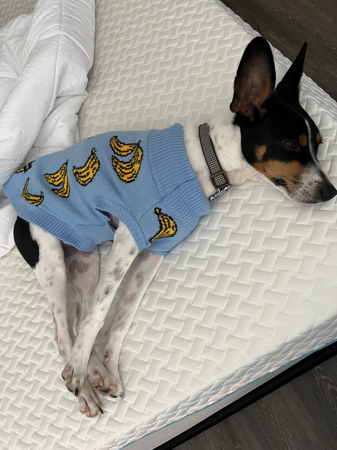 Customer photo review of Banana Knit Dog Sweater