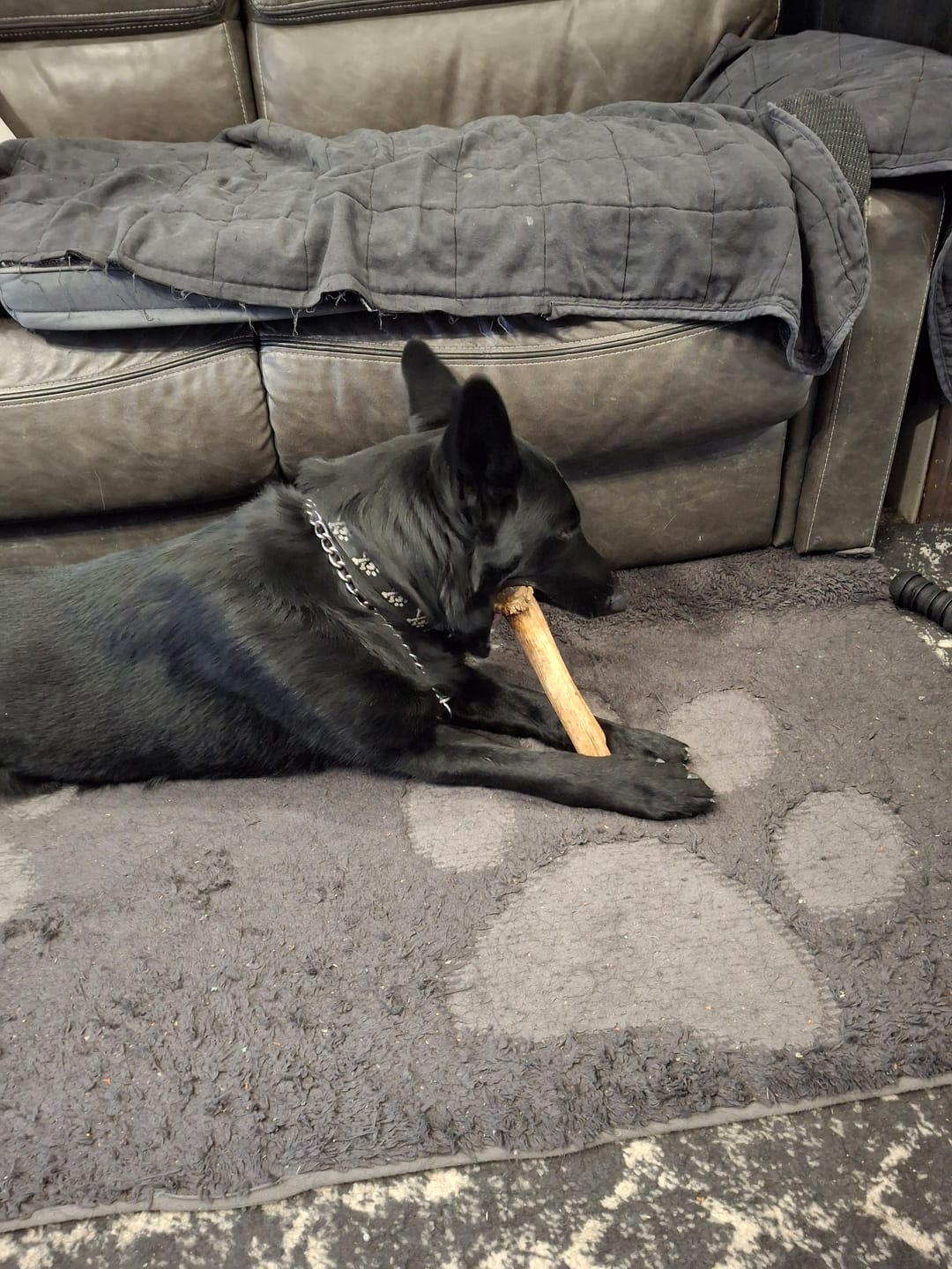 Customer photo review of Mega 10"+ Elk Antlers