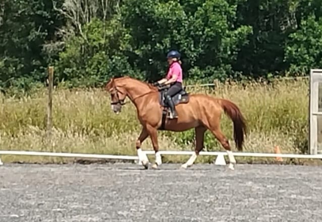 Customer photo review of Digestive HP - Sporthorse gut supplement